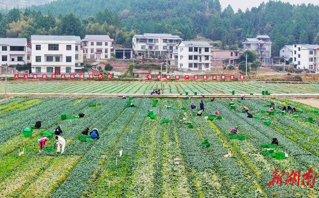 冬种蔬菜促增收