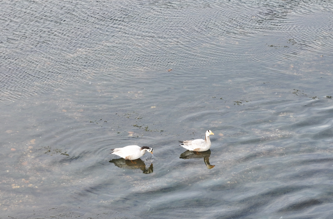 “高原精灵”斑头雁首现衡山萱洲国家湿地公园