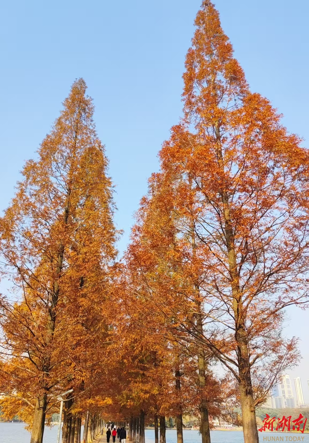 层林尽染映红妆