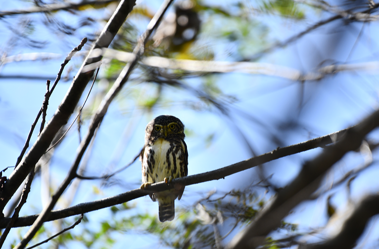 新纪录！安化县六步溪国家级自然保护区再添41种鸟类