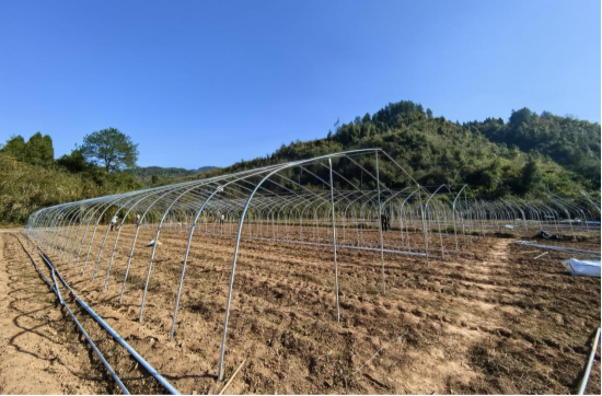 泸溪县榔木溪村：产业大棚平地起 串起乡村共富链