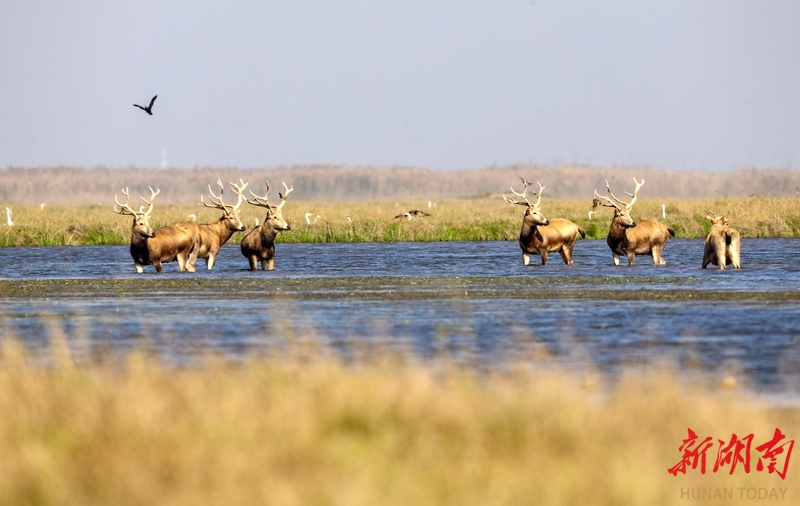 麋鹿“做客”南洞庭湖