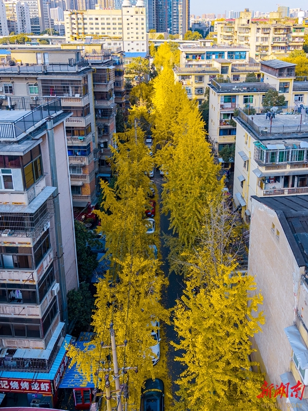 银杏染金冬意浓