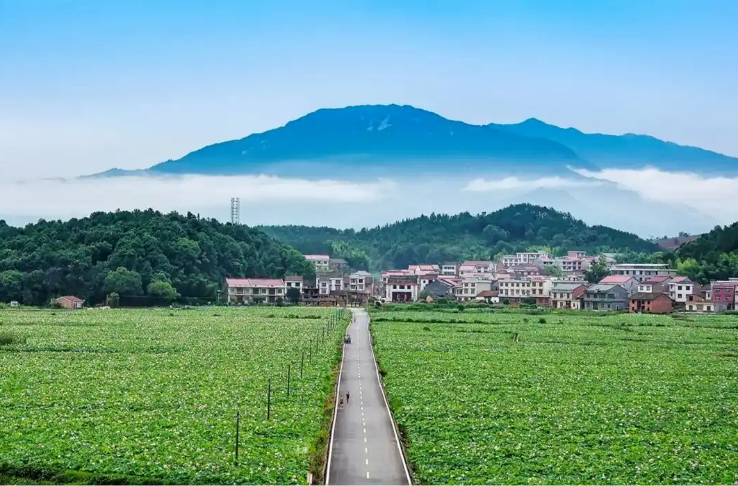 美文 | 乡村振兴美龙匣