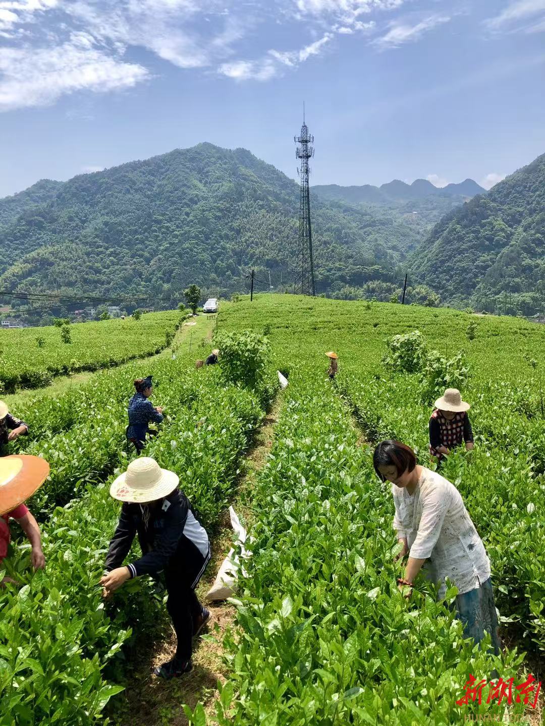 益阳特色帮扶产业拓宽增收致富路|湖南日报头版要闻