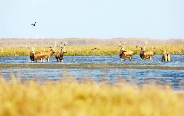 沅江：麋鹿“做客”南洞庭|湖南日报头版图片新闻