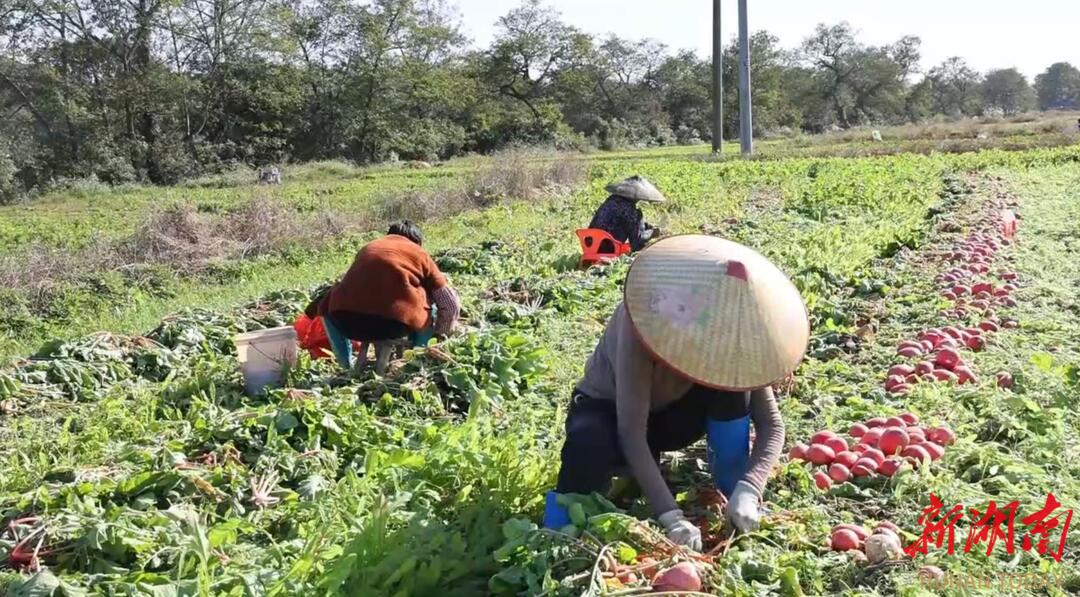 多年愁卖 如今断货——道县把截萝卜生产见闻@湖南日报
