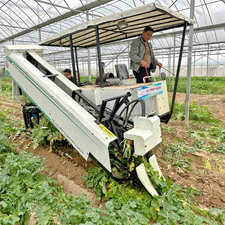 多快好省拔呀拔，湖南农大智造南方首台白萝卜收获机