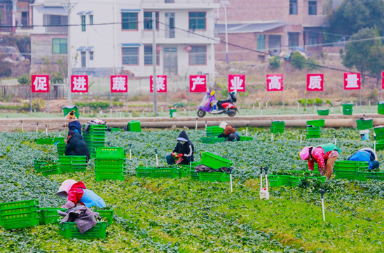 Winter Vegetable Cultivation Helps Increase Farmers' Income