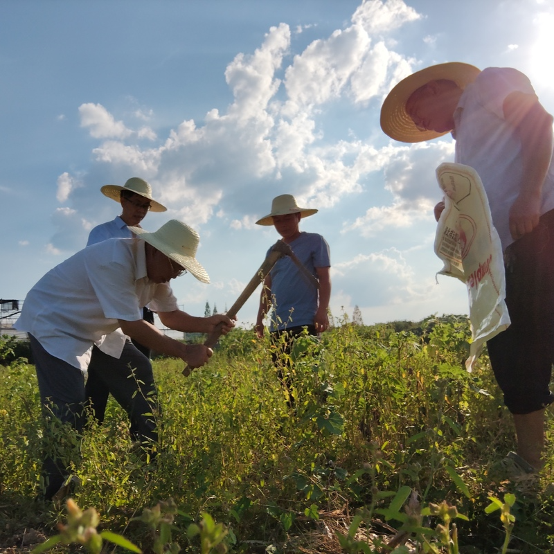 “种一亩抵过去两亩”——李林教授潜心科研推动花生增产增收的故事@湖南日报