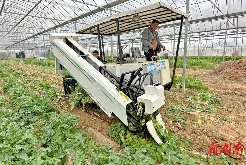 湖南农大研发出我国南方首台白萝卜收获机