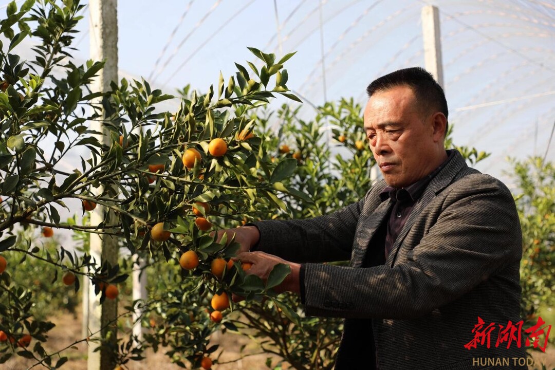 新田：脆蜜金桔“金果”挂枝头 精细管理闯出高端市场