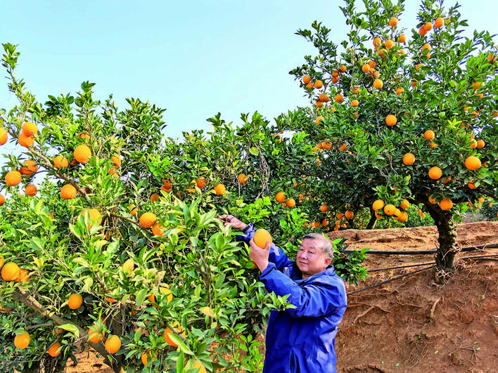 廿载耕耘结“橙”果 一片初心富乡邻——记湘潭县新联村种养能手张智文
