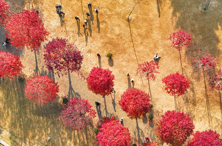 A Romantic Encounter with Red Maples at Hunan Agricultural University