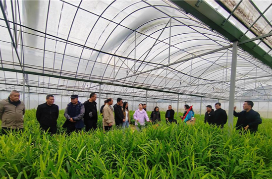 凤凰县“科技点单”点亮“姜”来