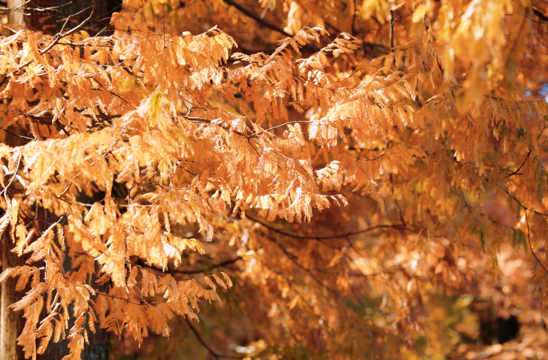图集｜靖州：千亩水杉染冬色，金色林海醉游人
