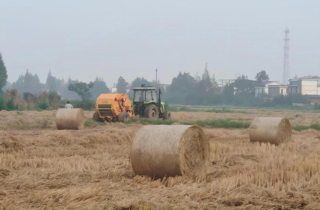 洞庭湖畔的“草根黄金梦”