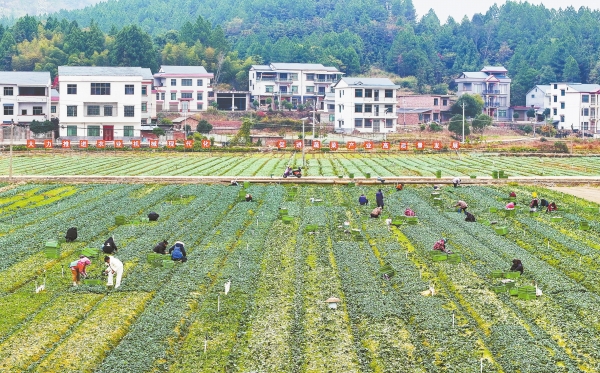 冬种蔬菜促增收@湖南日报图片新闻