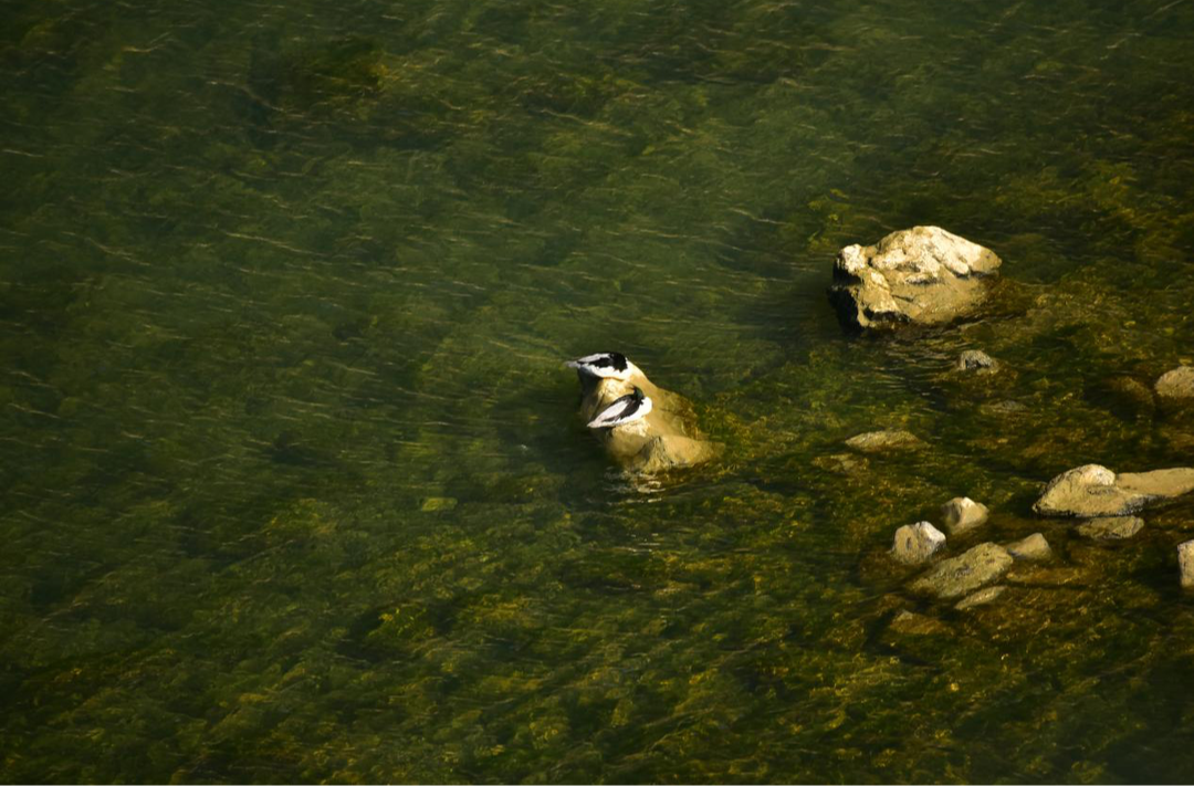 国宝有约！中华秋沙鸭连续三载栖居保靖酉水湿地