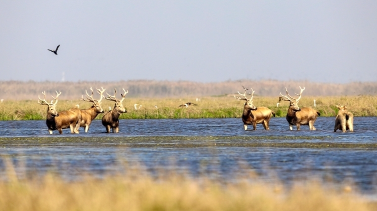 麋鹿“做客”南洞庭湖