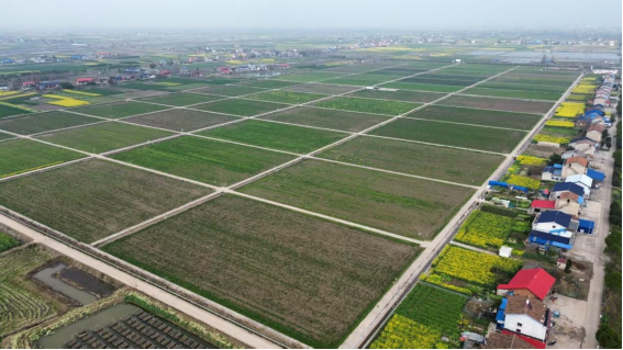 插旗镇：“红色引擎”驱动产业振兴“加速跑”