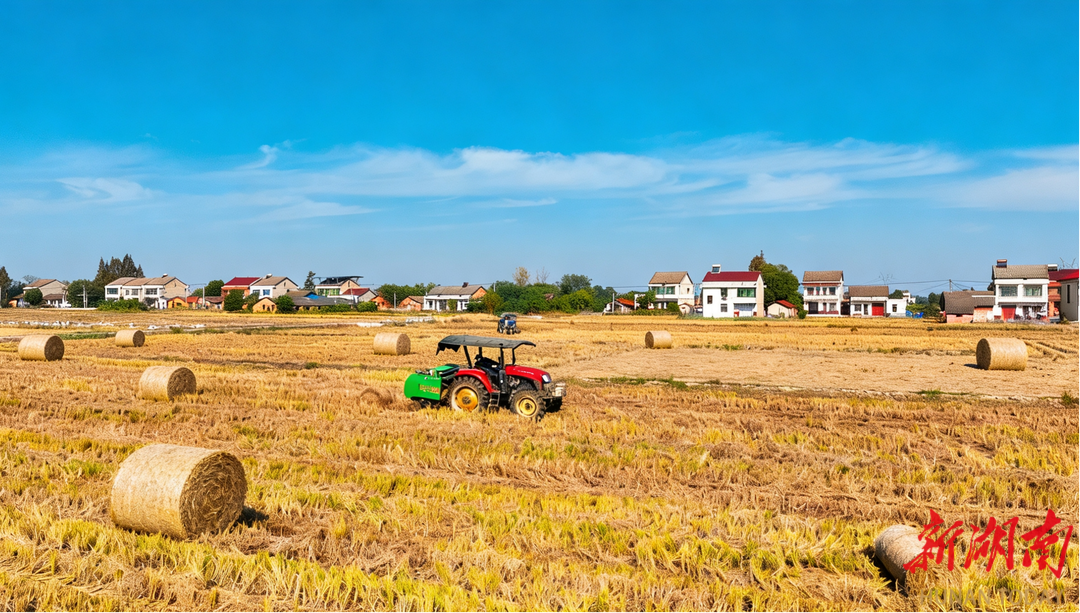 给土豆盖“黄金被”，给菌菇当“营养基”：资阳区沙头镇将秸秆“玩出了花样”