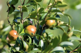 衡南召开中央财政油茶产业发展示范奖补项目建设工作推进会