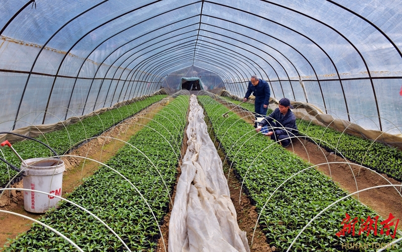 冬日管护为农业丰收“蓄能”