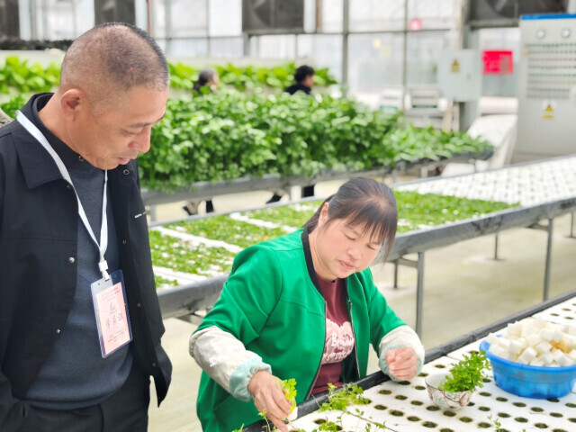 解锁种植新玩法，探索果蔬致富新路子