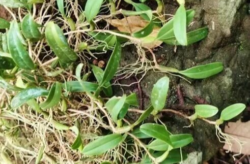 刷新分布极限！这个物种首次现身石门壶瓶山！