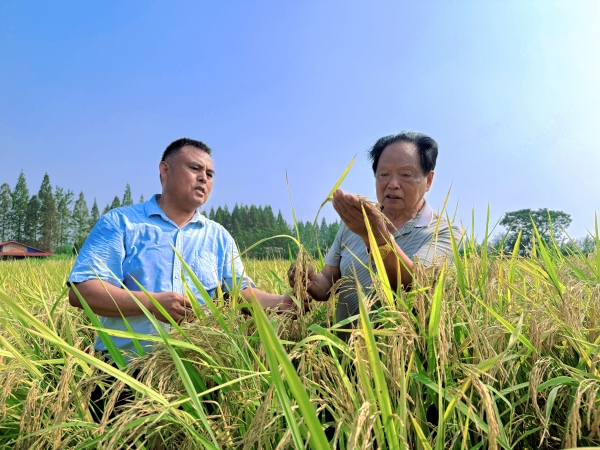寻稻——88岁水稻育种专家李伊良与稻子纠缠一生的故事@湖南日报深度报道