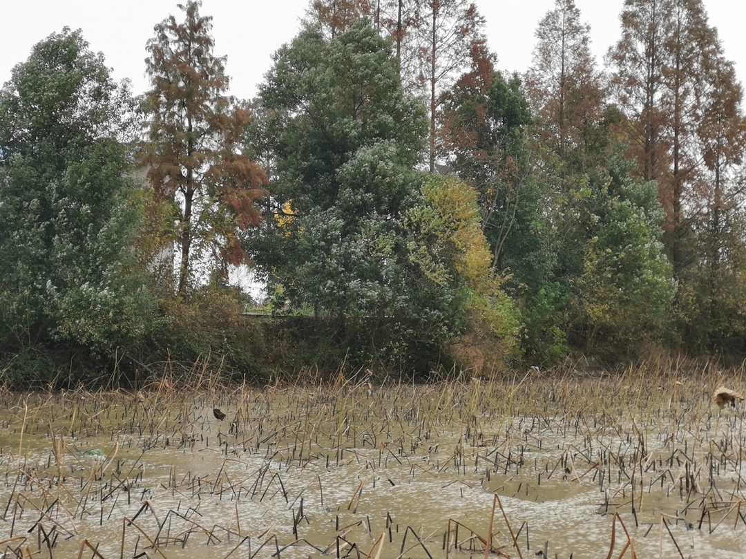 白莲·白藕·白色鸟——湘阴县新泉镇藕农肖军的故事