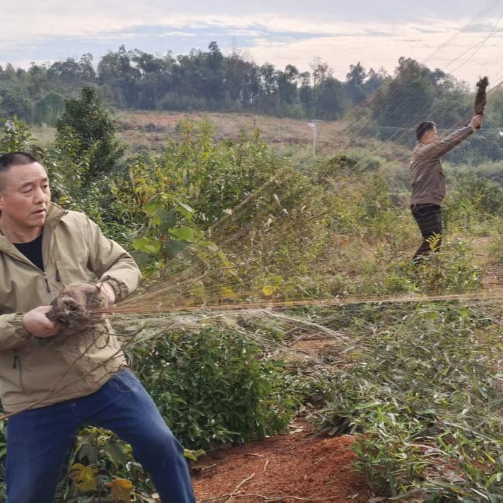 湘阴县静河镇：清网护鸟筑屏障 生态守护见行动