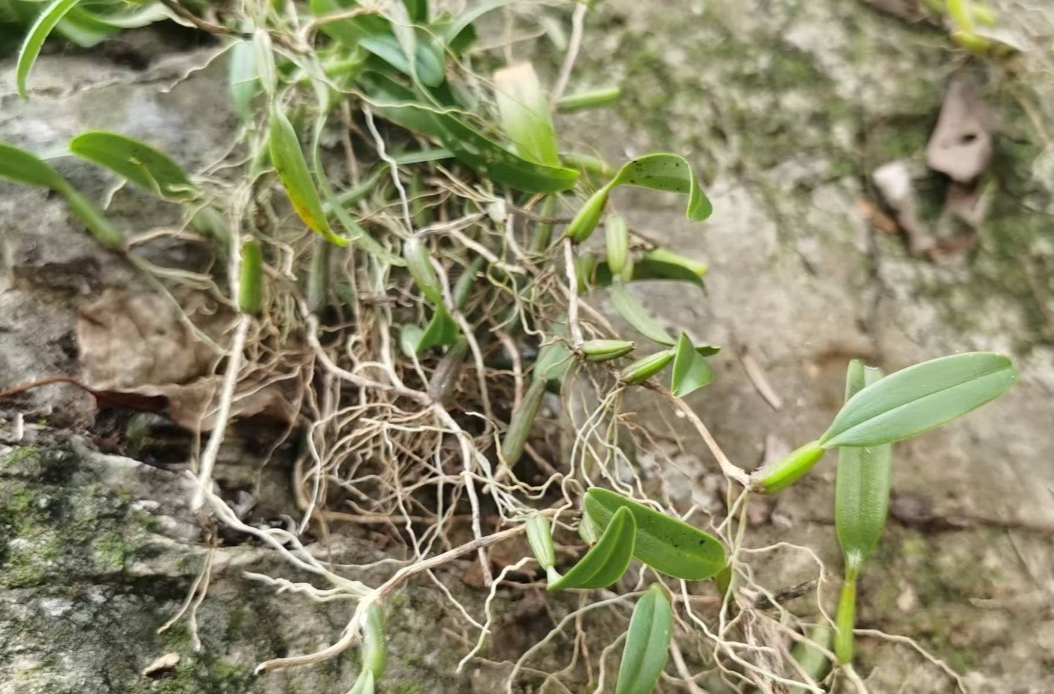 广东石豆兰首现壶瓶山，保护区兰科植物种类增至68种