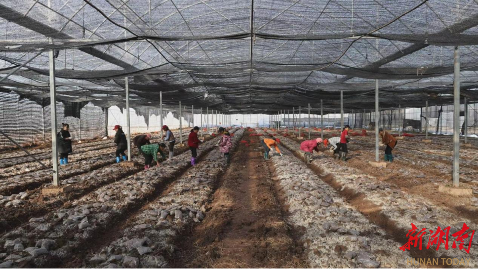 衡阳县：闲置大棚变身“聚宝棚”  该县羊肚菌示范种植面积突破2600亩，年产值达1.7亿元
