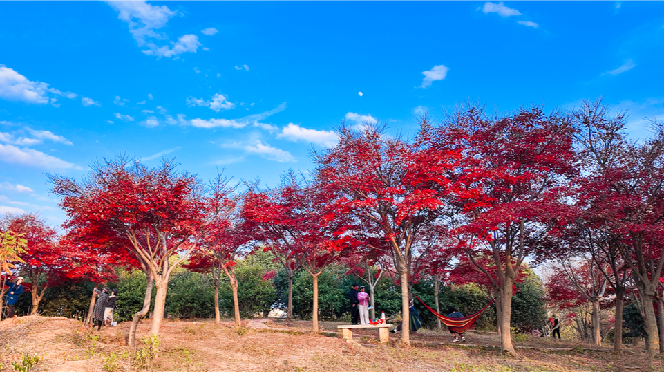 入冬依旧“枫”情万种！邵阳北塔生态园红枫“四季皆红”引客来