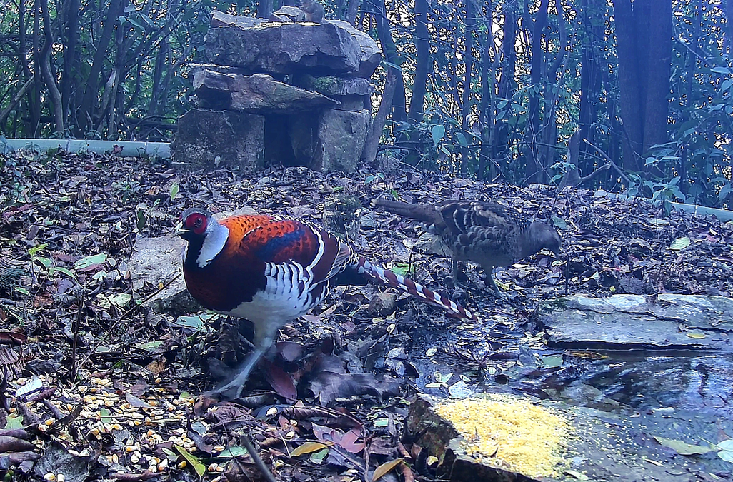 百鸟翔集白云山