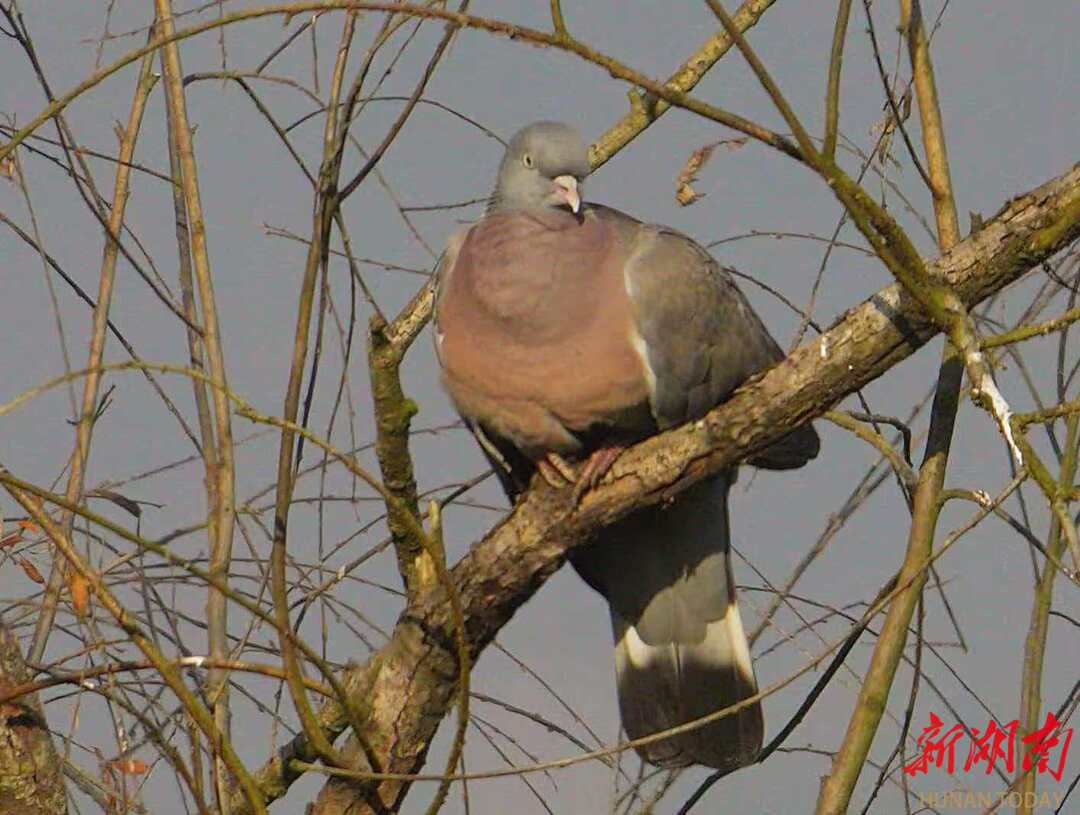 斑尾林鸽首次现身张家界@湖南日报