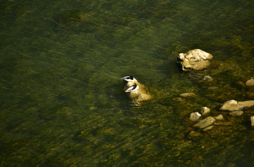“国宝”中华秋沙鸭连续三年栖居保靖酉水湿地@湖南日报