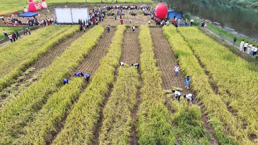 桑植：汛旱并防与耕地置换盘活耕地 助力乡村振兴