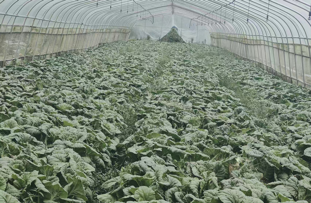 洞口县渣坪乡：发展雪峰高山蔬菜产业，谱山区乡村振兴新篇章