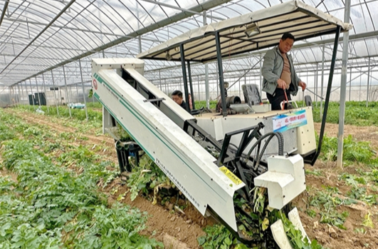Hunan Agricultural University Develops China's First White Radish Harvester for Southern Regions
