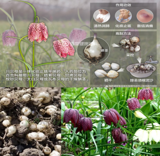 止咳圣药”川贝母，你用对了吗?