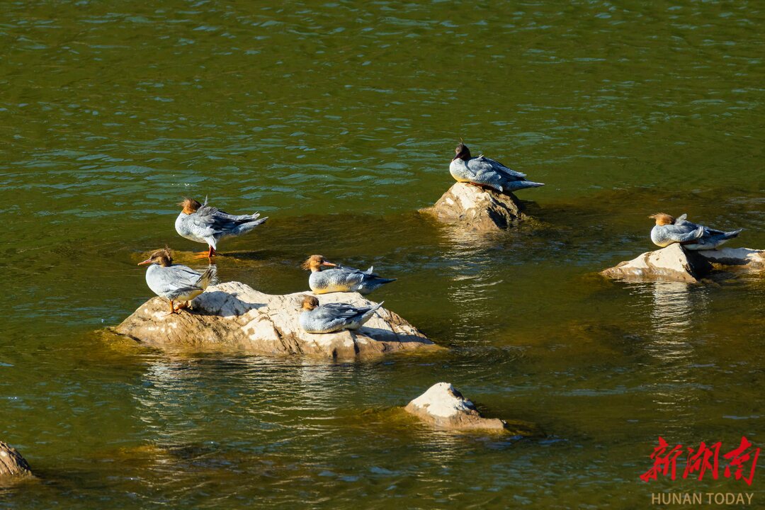 中华秋沙鸭现身汨罗江