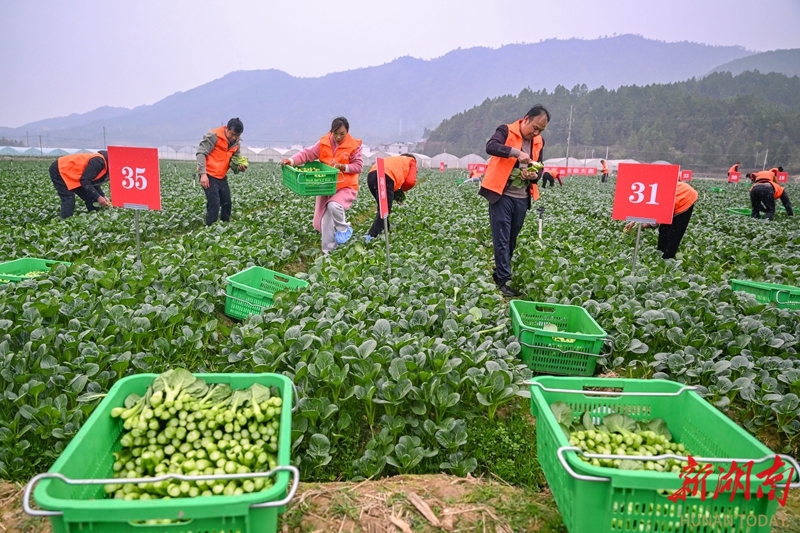 田间蔬菜采摘“拼手速”