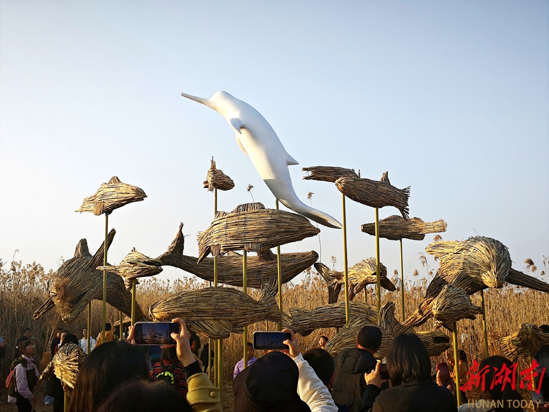 芦苇为媒，生态与艺术共绘洞庭冬日盛景