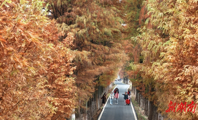 水杉披金引游人