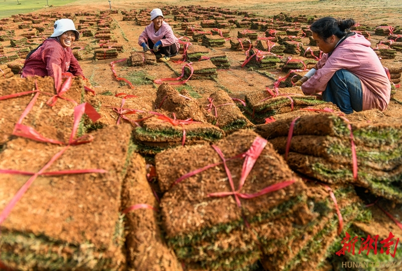 ​小草皮铺就增收路
