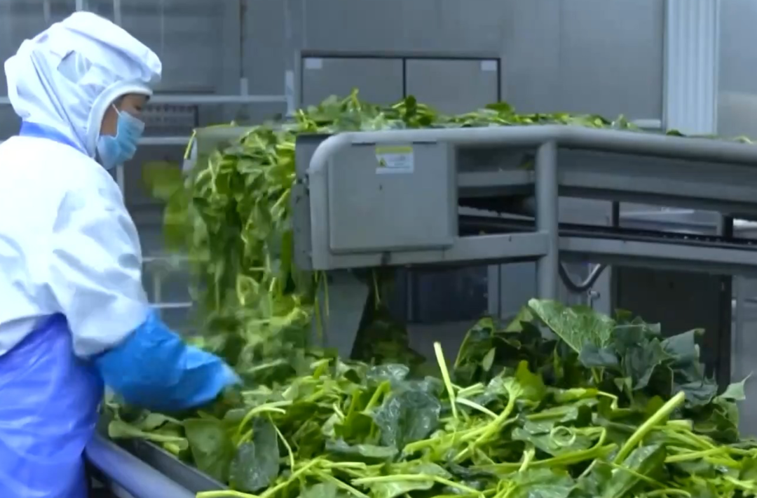 新闻调查丨从追标准到定标准 “中国蔬菜出口第一县”做对了什么？