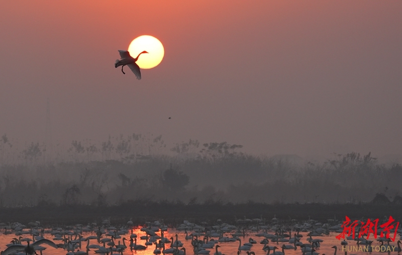 图集|东古湖上天鹅舞